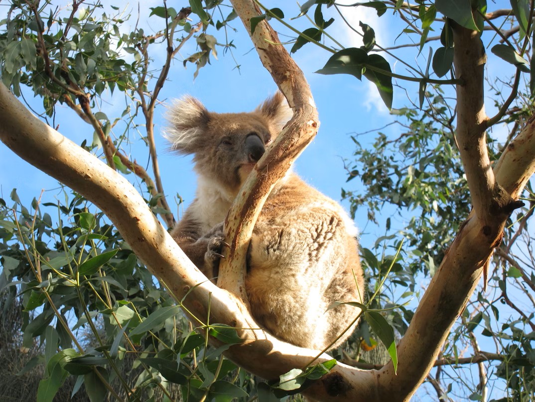 Koala on French Island